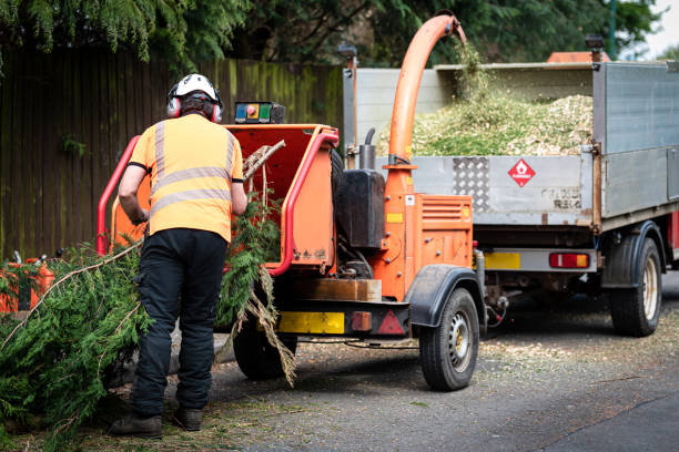 Best Tree Disease Treatment  in Lincoln Center, KS