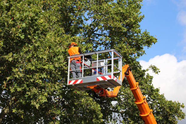 Best Root Management and Removal  in Lincoln Center, KS