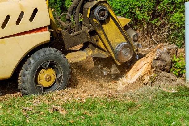  Lincoln Center, KS Tree Care Services Pros