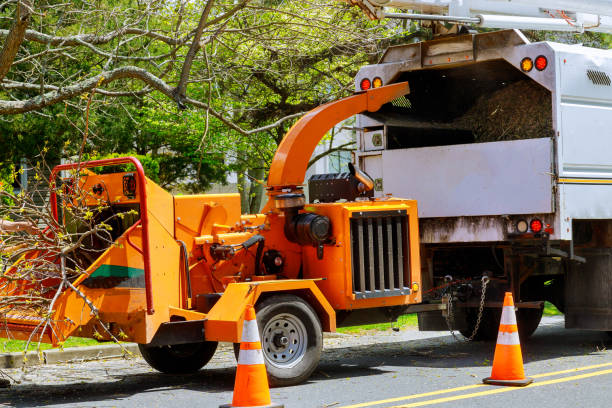 Best Tree Removal  in Lincoln Center, KS