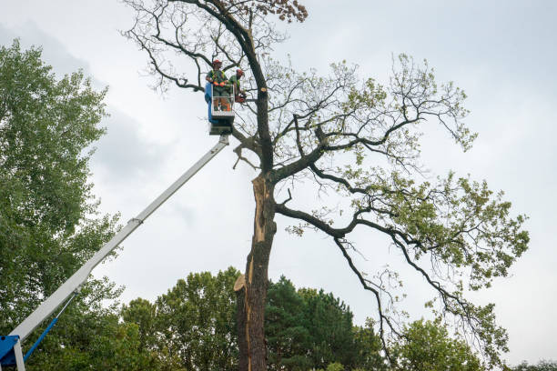 Best Tree and Shrub Care  in Lincoln Center, KS