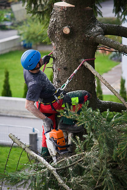 How Our Tree Care Process Works  in  Lincoln Center, KS