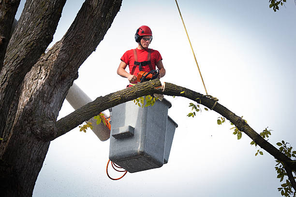 Best Hazardous Tree Removal  in Lincoln Center, KS